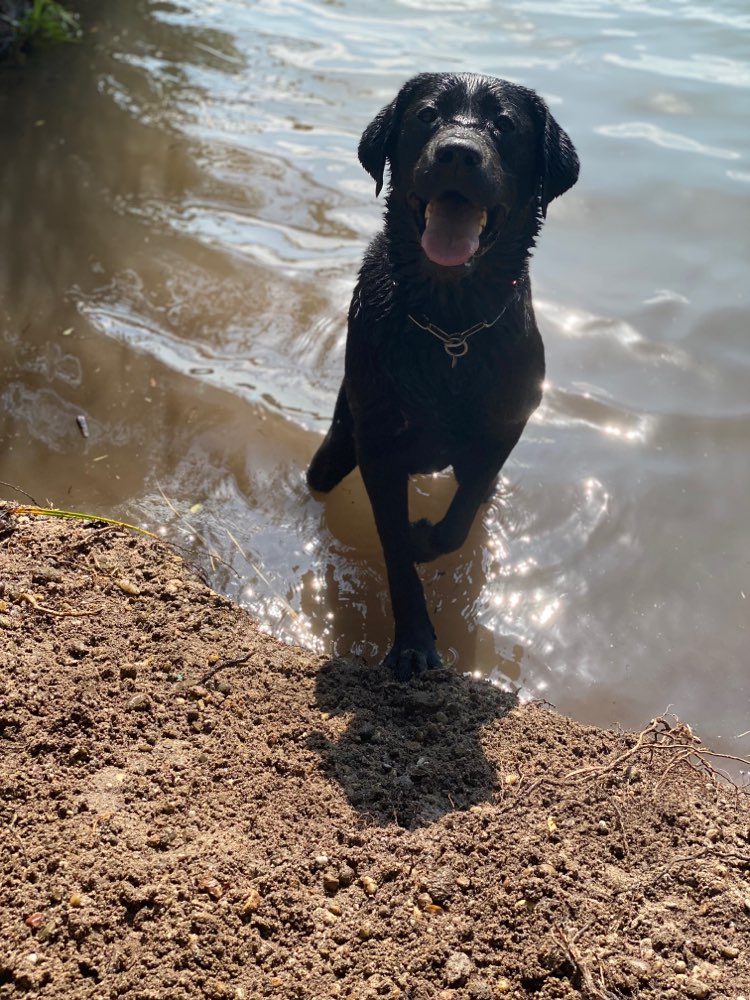 Hundetreffen-Gassi&Toben-Profilbild