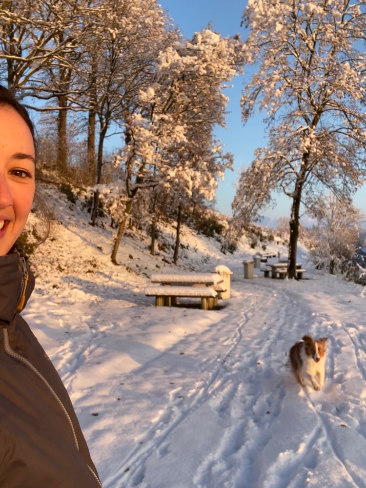 Hundetreffen-Social walk / Training / Spiel-Profilbild