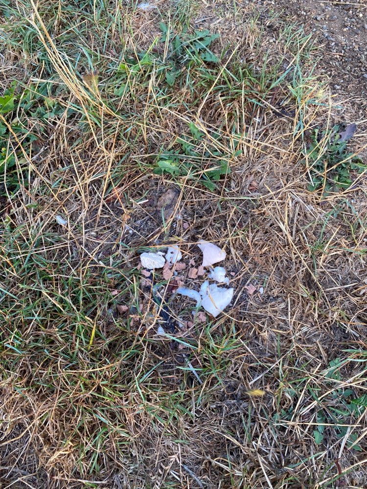 Giftköder-Möglicher Giftköder-Profilbild