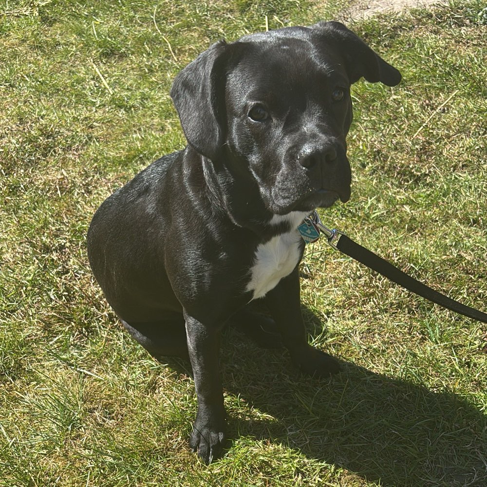Hundetreffen-Gassifreunde für Cookie-Profilbild