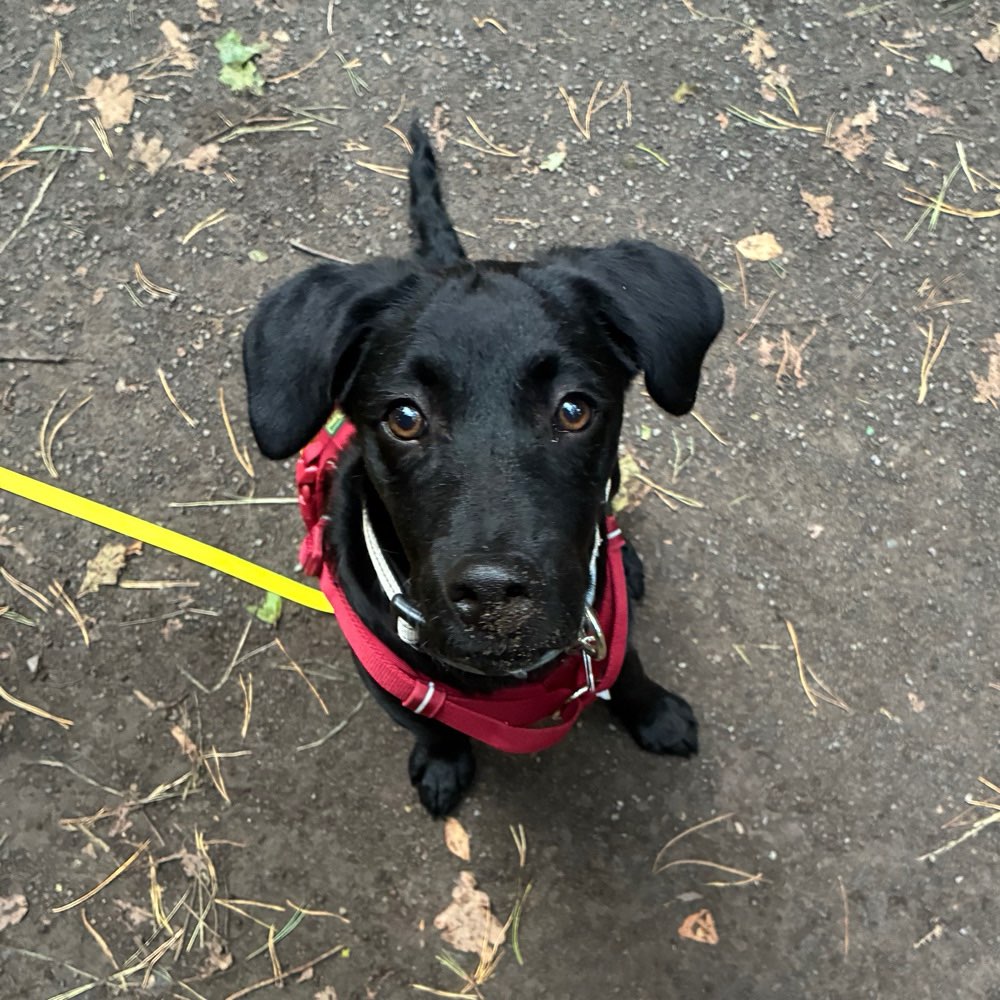 Hundetreffen-Positiver Hundekontakt nach ängstlicher Begegnung gesucht-Profilbild