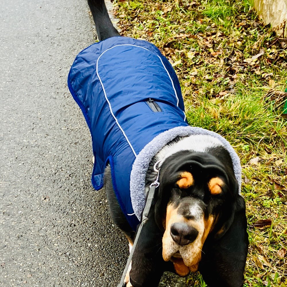 Hundetreffen-Spielkamerad gesucht-Profilbild