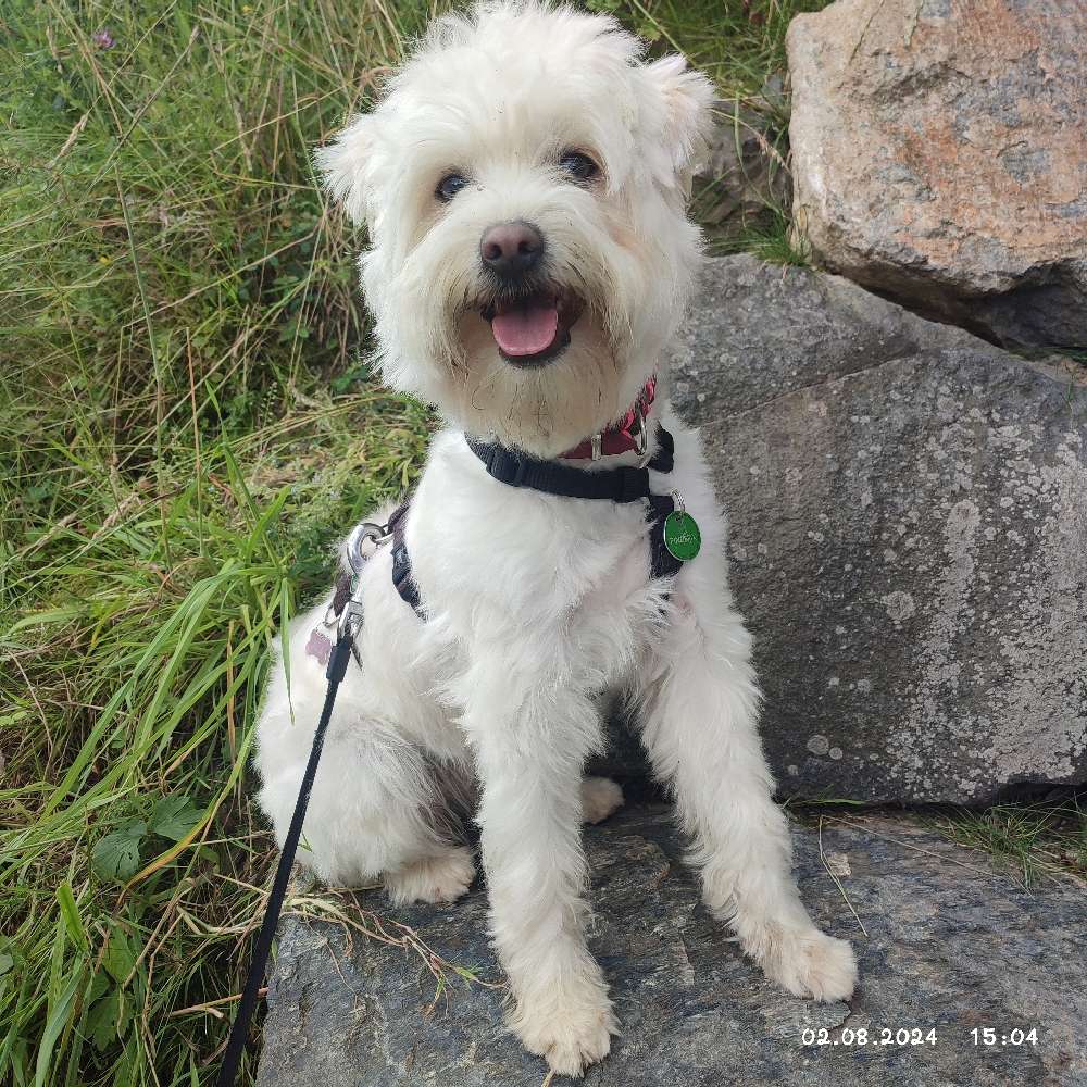 Hundetreffen-Gemeinsames Gassi gehen und ggf. Spielrunde-Profilbild