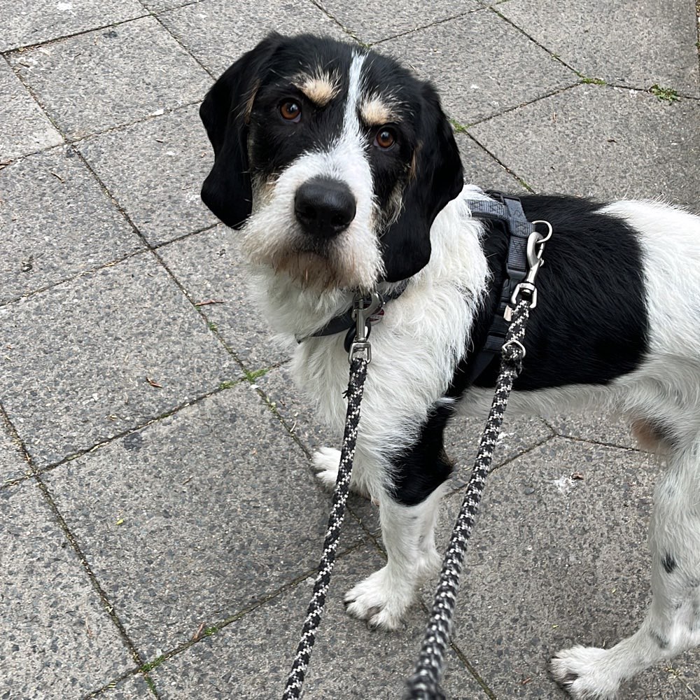 Hundetreffen-Astio sucht Freunde zum spielen-Profilbild