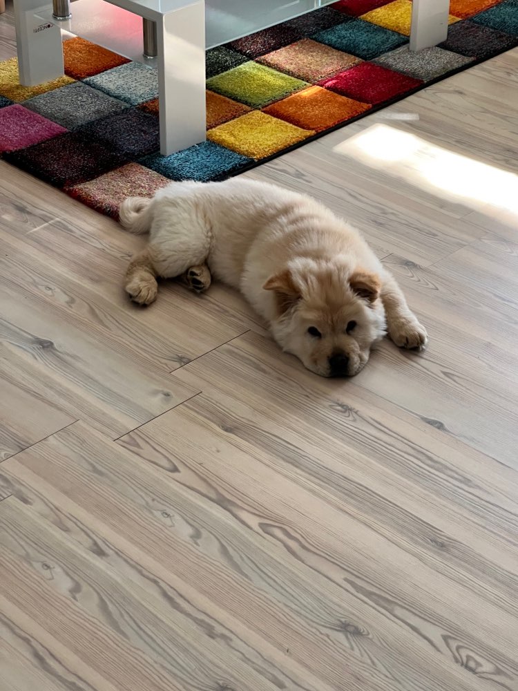 Hundetreffen-Welpentreffen am Volksgarten-Profilbild