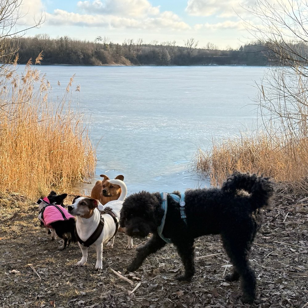 Hundetreffen-Social Walk 🐶🦮🐕‍🦺🐩-Profilbild
