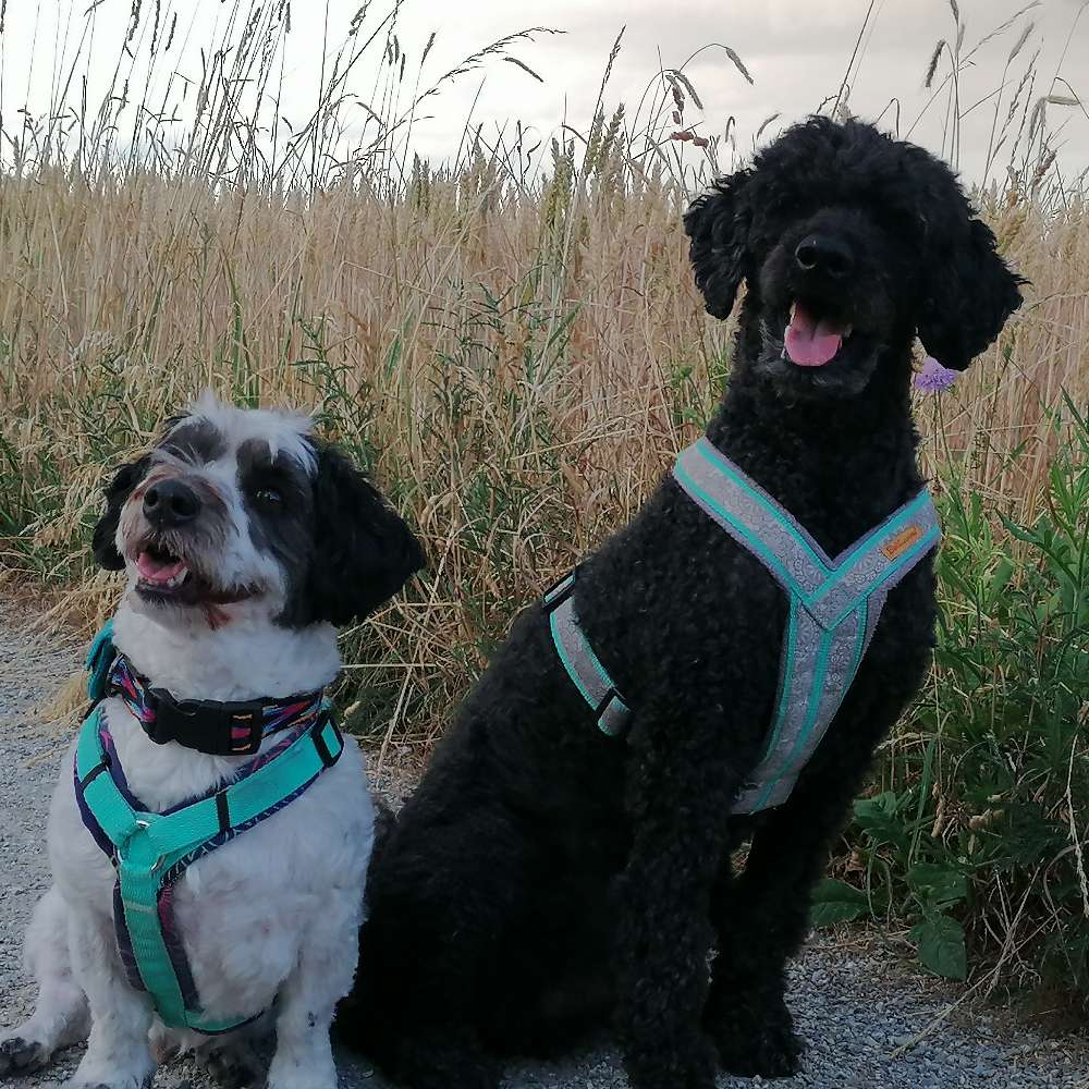 Hundetreffen-Spaziergänge in 85716-Profilbild