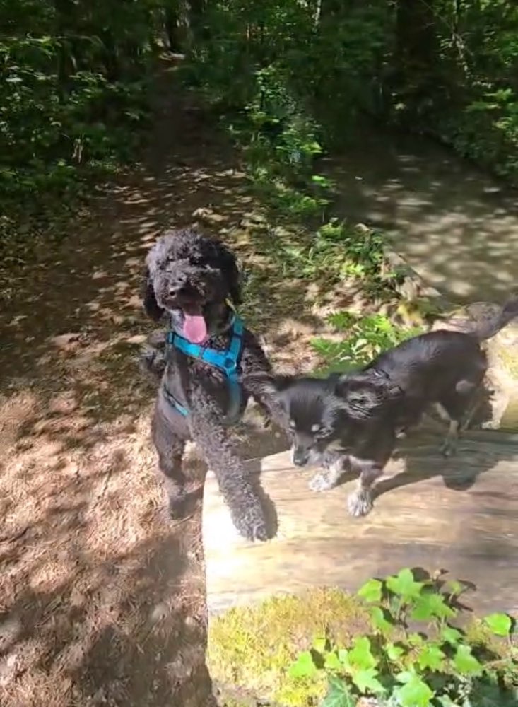Hundetreffen-Leinenführigkeit-Profilbild