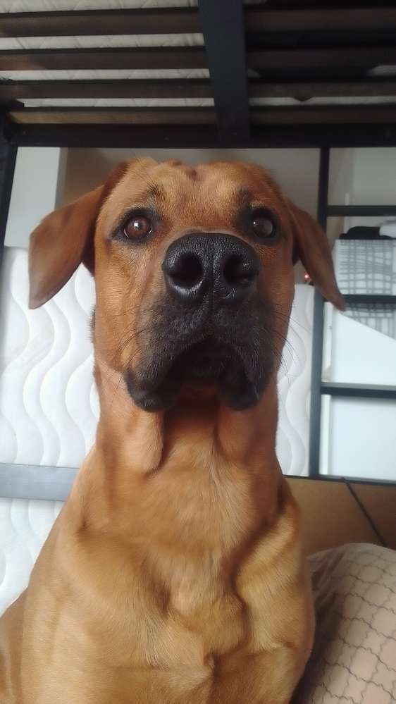 Giftköder-Achtung Giftköder (Altklinicke)-Profilbild