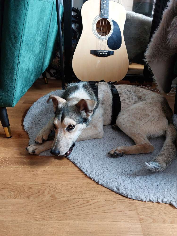 Hundetreffen-Spaziergang und Spielfreunde in Köpenicke gesucht-Profilbild