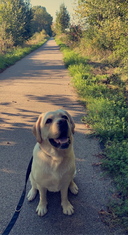 Hundetreffen-Wir suchen Gassi & Spielfreunde-Profilbild