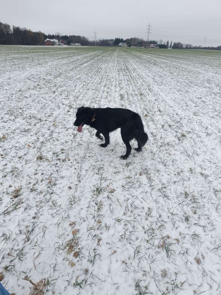 Hundetreffen-Training,Spiel,Gassi treffen-Profilbild