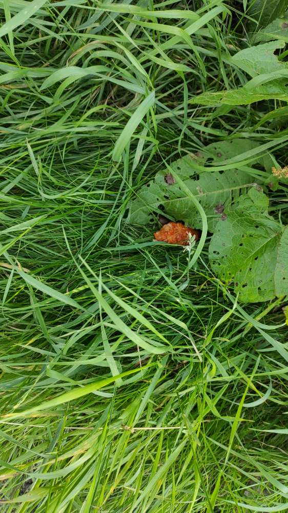 Giftköder-Giftköder-Profilbild