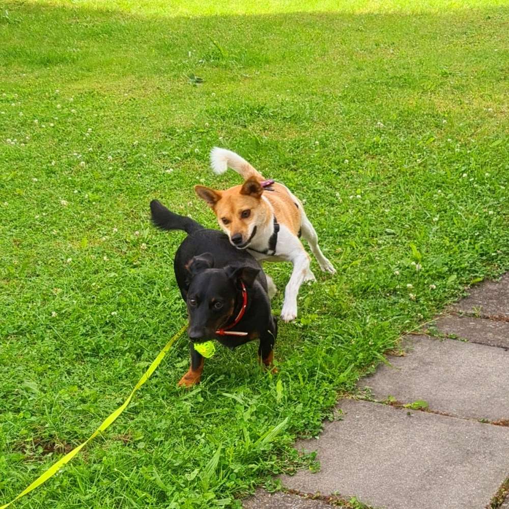 Hundetreffen-Lass ausflippen!-Profilbild