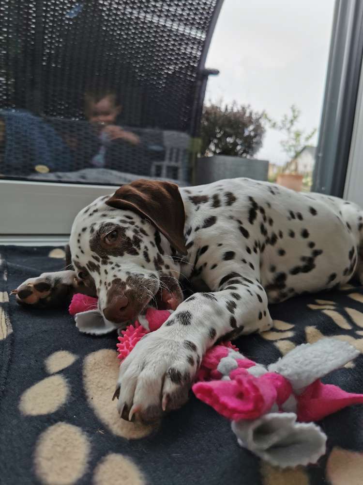 Hundetreffen-Welpentreffen in Bamberg und Umgebung-Profilbild