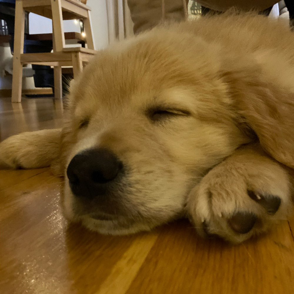 Hundetreffen-Welpentreff Ostpark-Profilbild