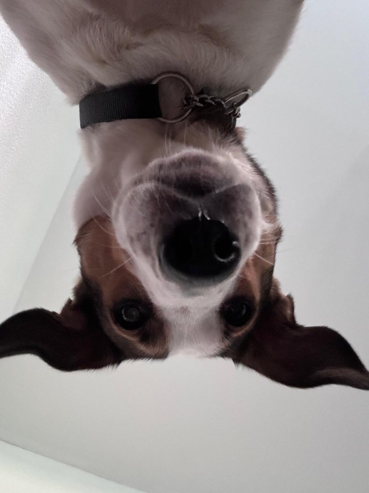 Hundetreffen-souveränen Hund für Trainingseinheit gesucht!-Profilbild