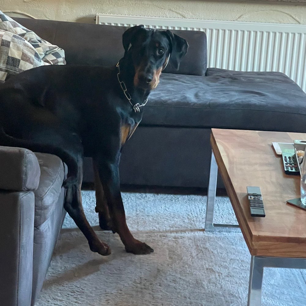 Hundetreffen-Gassirunde Nähe Carlsberg-Profilbild