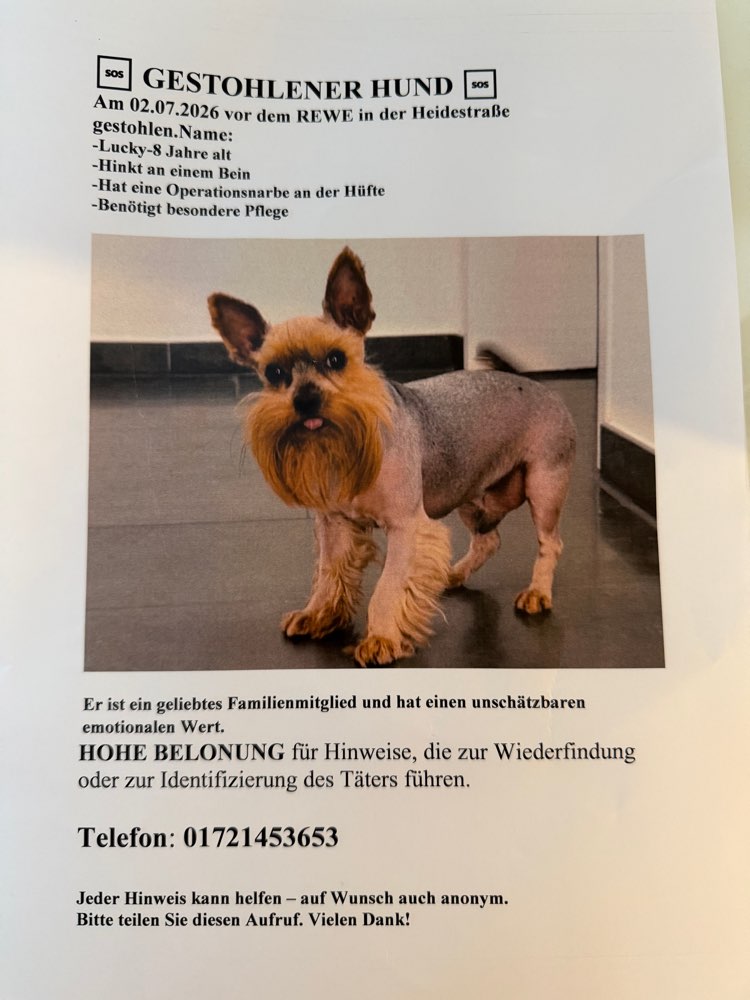 Suchmeldung-Lucky-Profilbild