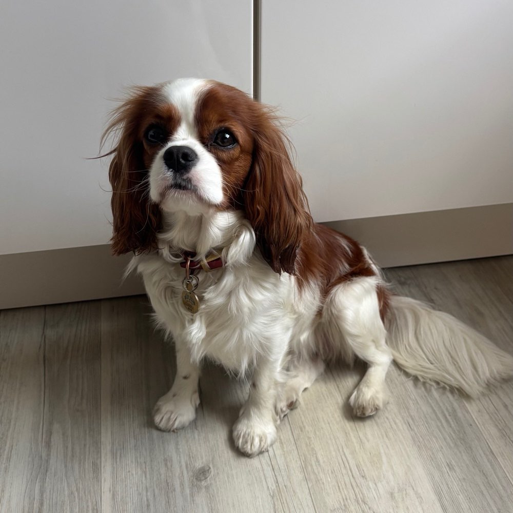Hundetreffen-Gassiwalks, Garten Toben, usw.-Profilbild