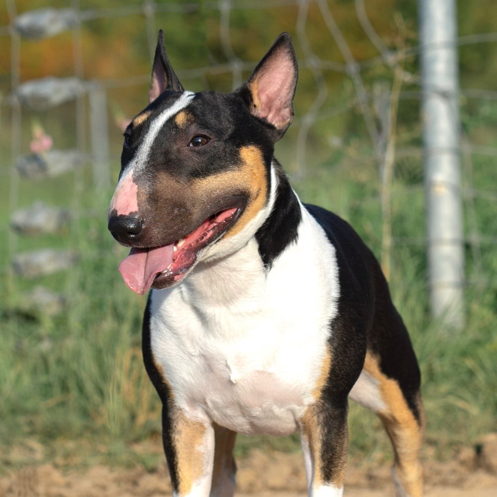 Hundetreffen-Ruhige Gassirunden-Profilbild