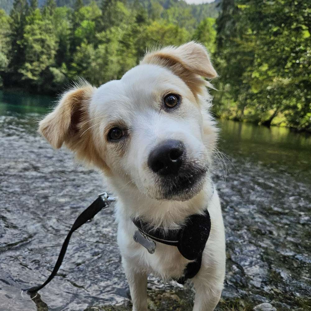 Hundetreffen-Gemeinsames Gassi gehen und spielen-Profilbild