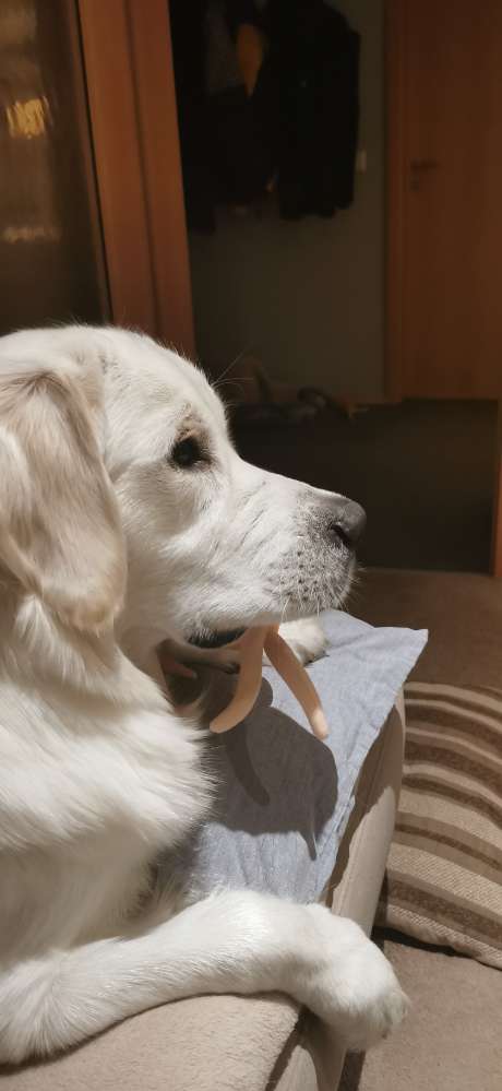 Hundetreffen-Goldie Treff im Raum Harburg-Profilbild