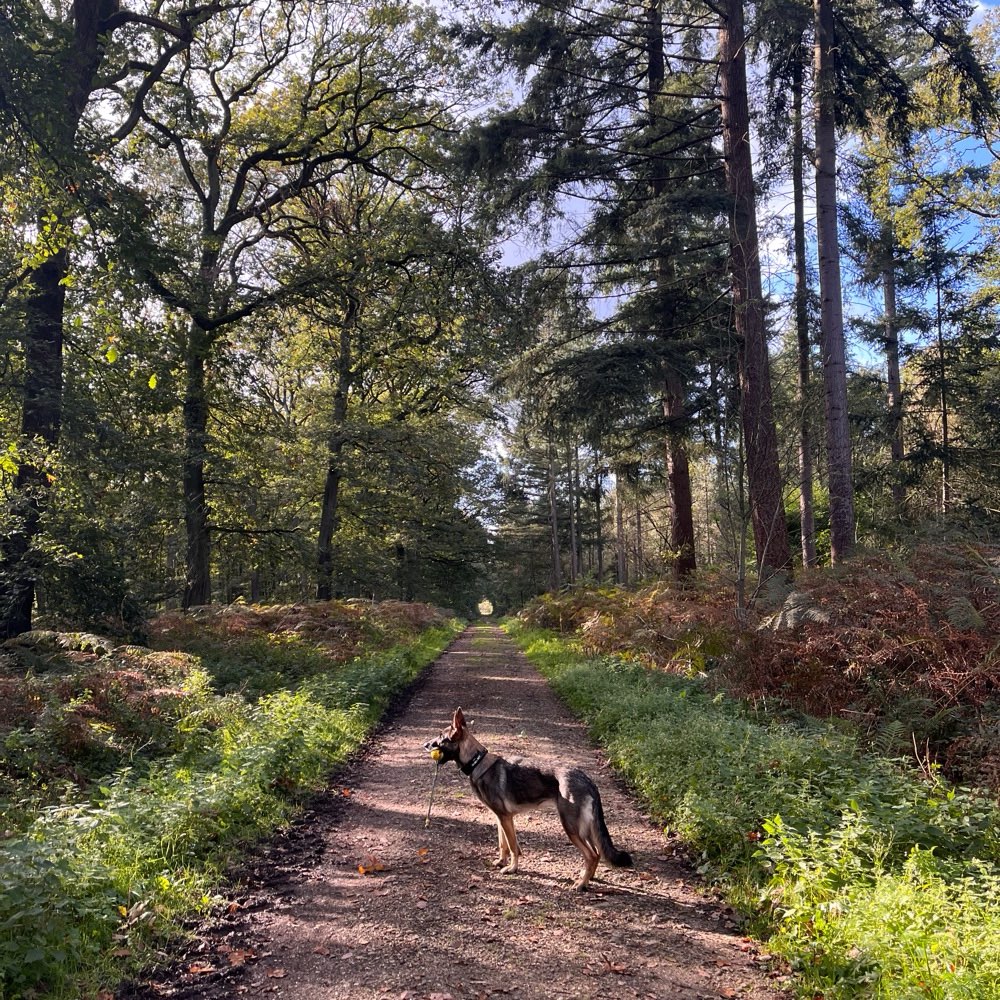 Hundetreffen-Ruhige Spaziergänge-Profilbild