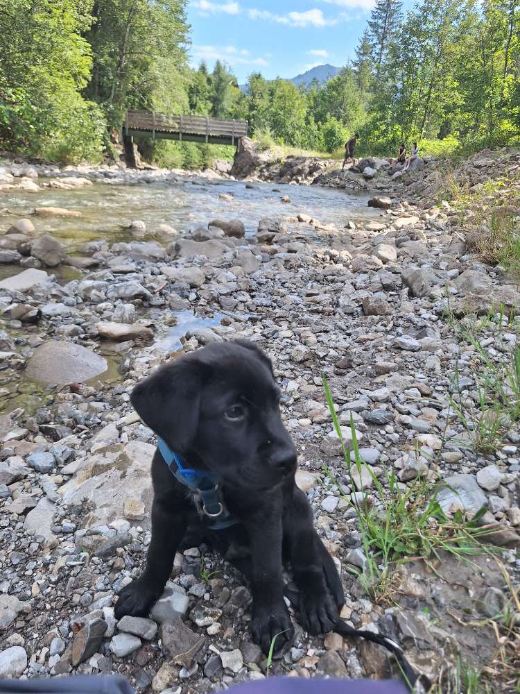 Hundetreffen-Welpenspiel-Profilbild
