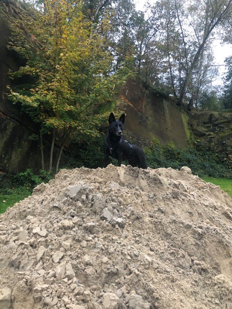 Hundetreffen-Hundekumpel zum spazieren und spielen gesucht.-Profilbild