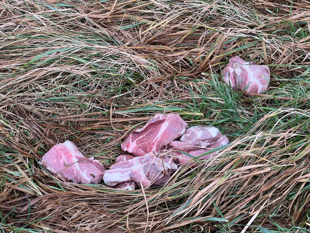 Giftköder-Fleisch ausgelegt-Profilbild