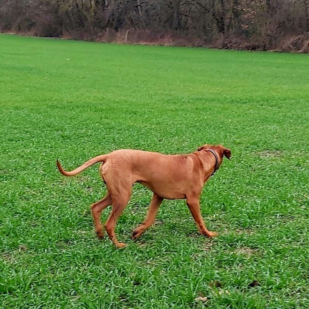 Hundetreffen-Junge Ridgebacks - Spieltreff für Junghunde-Profilbild