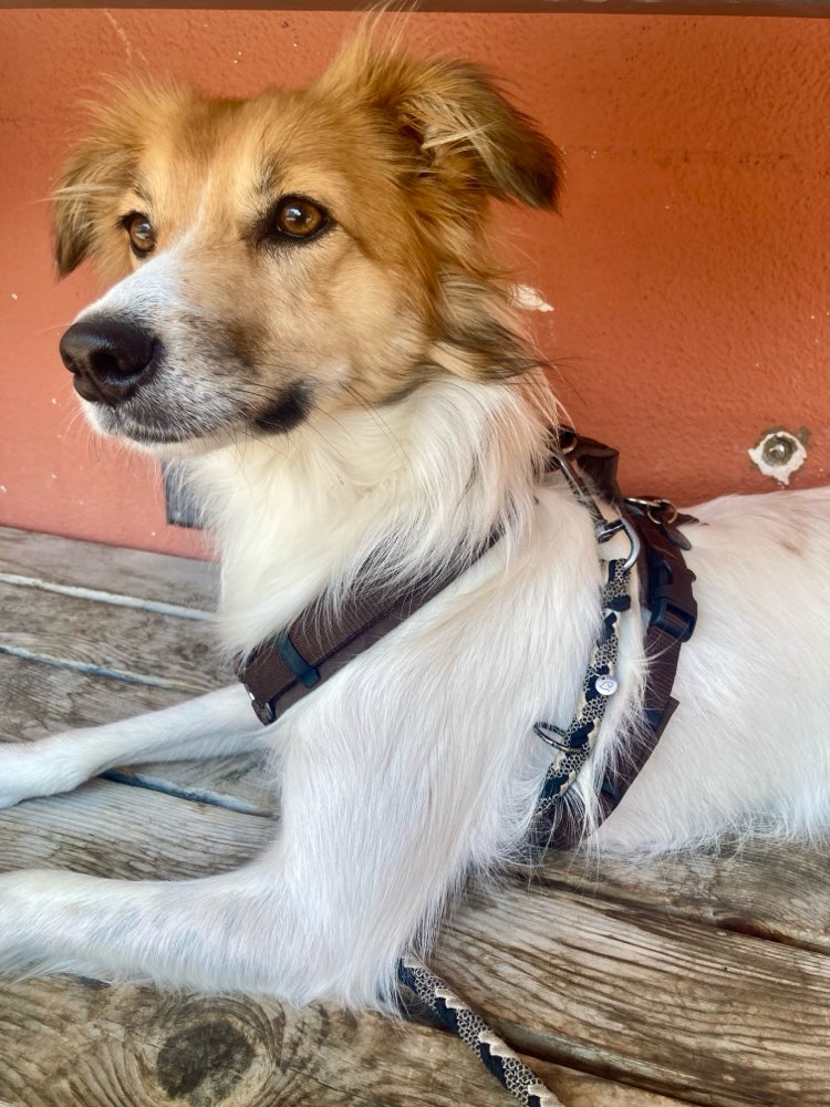 Hundetreffen-Freund/in gesucht für regelmässige Treffen/Gassirunden-Profilbild
