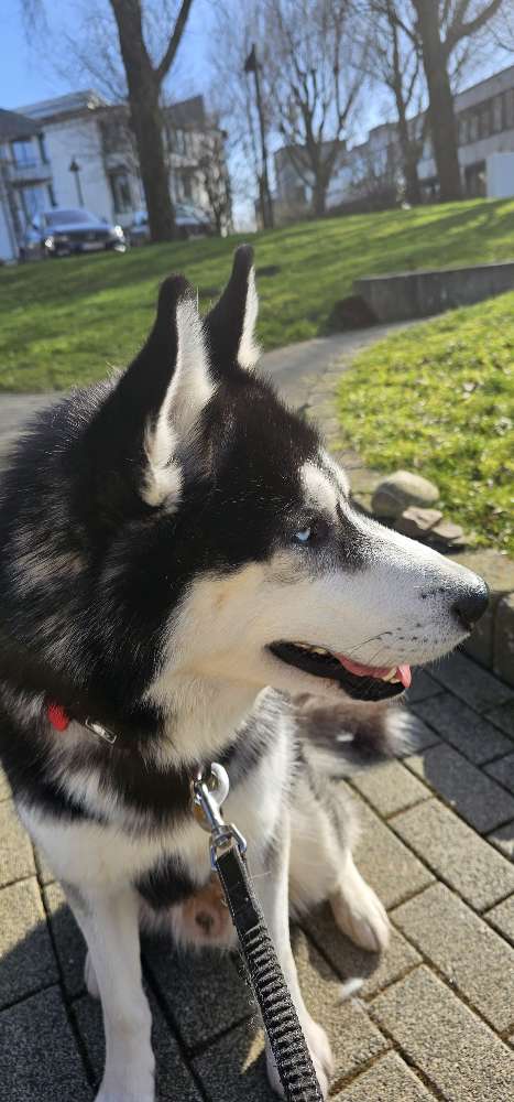 Hundetreffen-Spielrund in Aachen-Profilbild