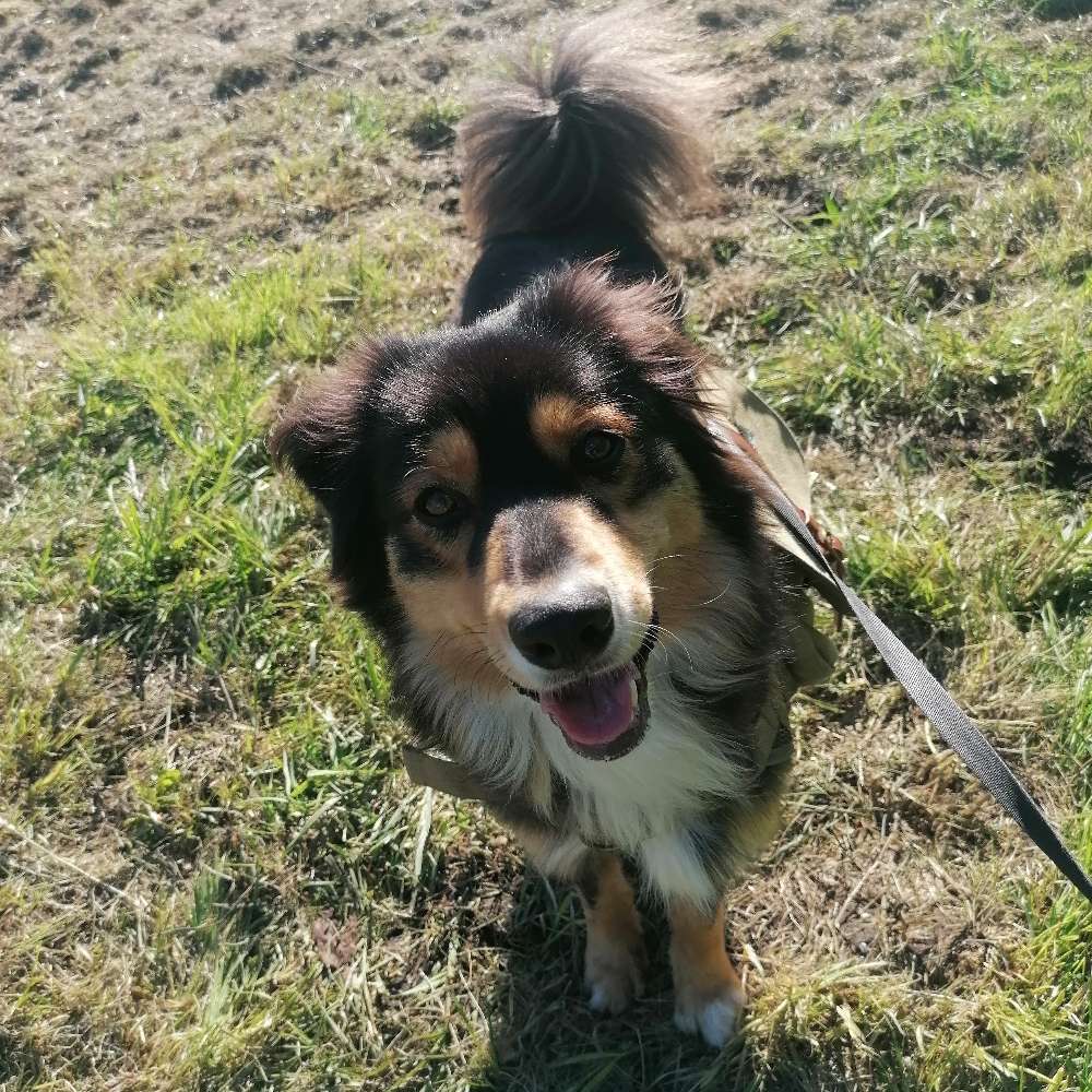 Hundetreffen-Souveräner Hund/Hündin gesucht!-Profilbild