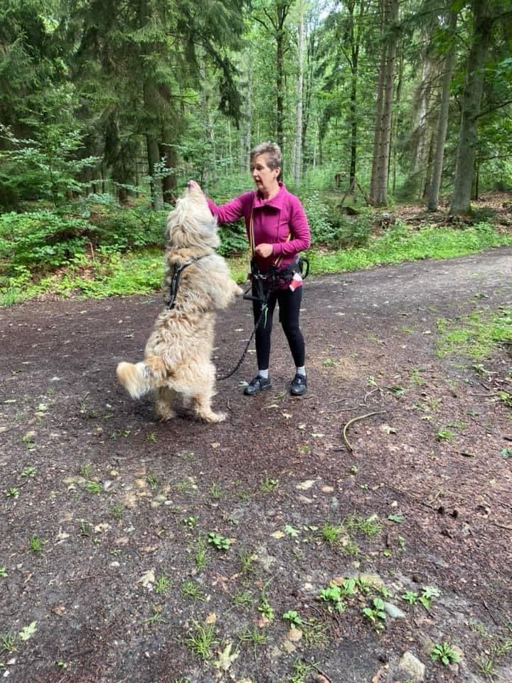 Hundetreffen-Fit mit Hund Ahrensburg-Profilbild