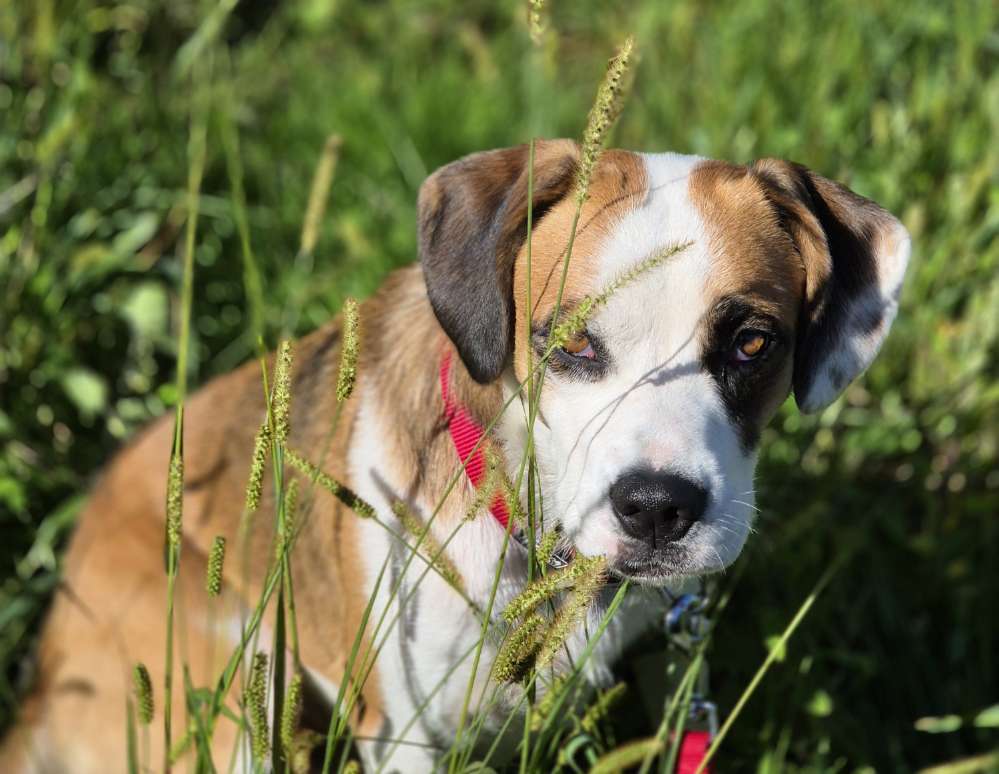 Hundetreffen-Spielrunde/Gassirunde mit meiner 2½ Jahre alten Hündin Joko 😊-Profilbild