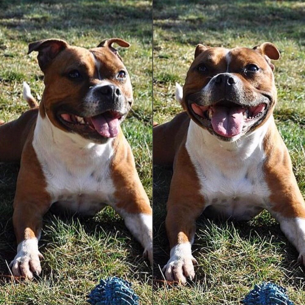 Hundetreffen-Spielpartner gesucht-Profilbild