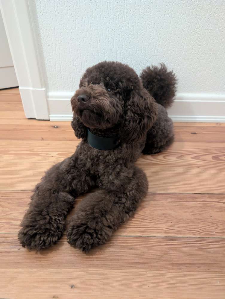 Hundetreffen-Social Walk/Trainingspartner-Profilbild