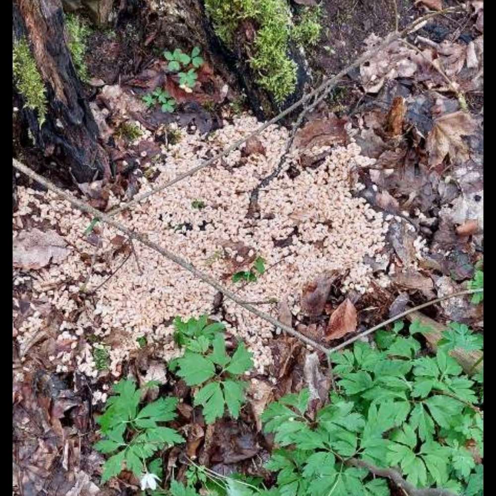 Giftköder-Möglicher Giftköder-Profilbild