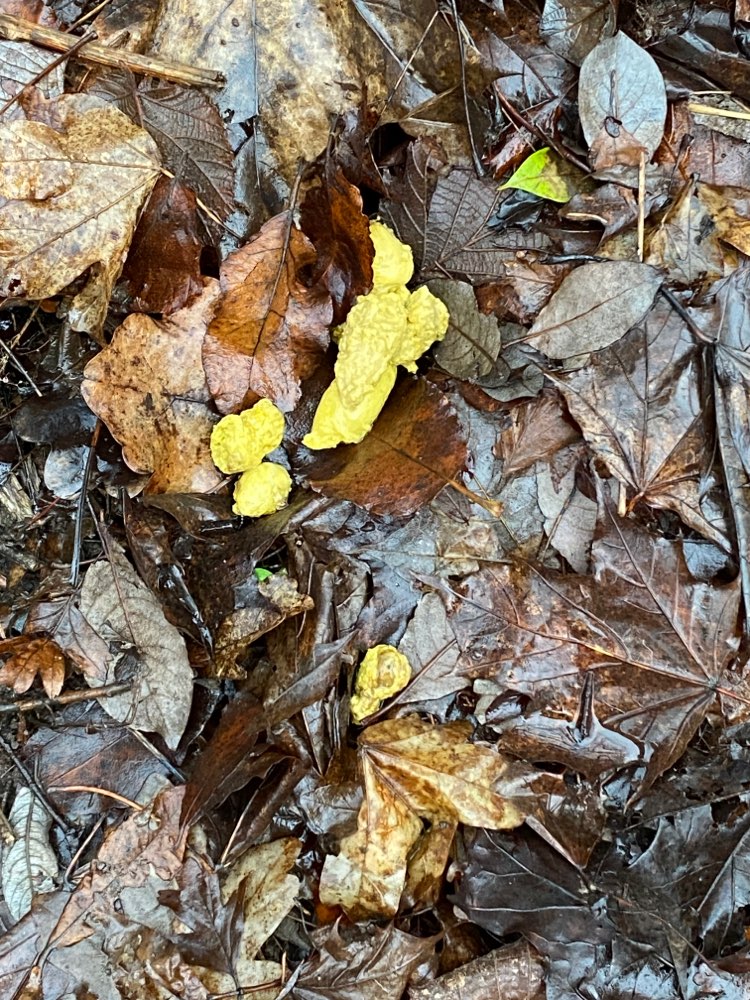 Giftköder-Möglicher Giftköder-Profilbild