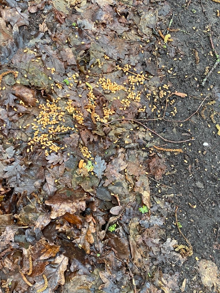 Giftköder-Giftweizen !!-Profilbild