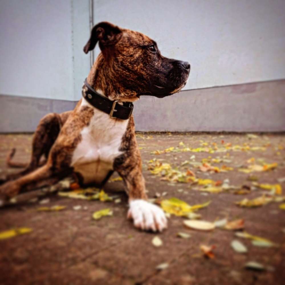 Hundetreffen-Gassirunde, Spiel und Gemeinsames Training-Profilbild