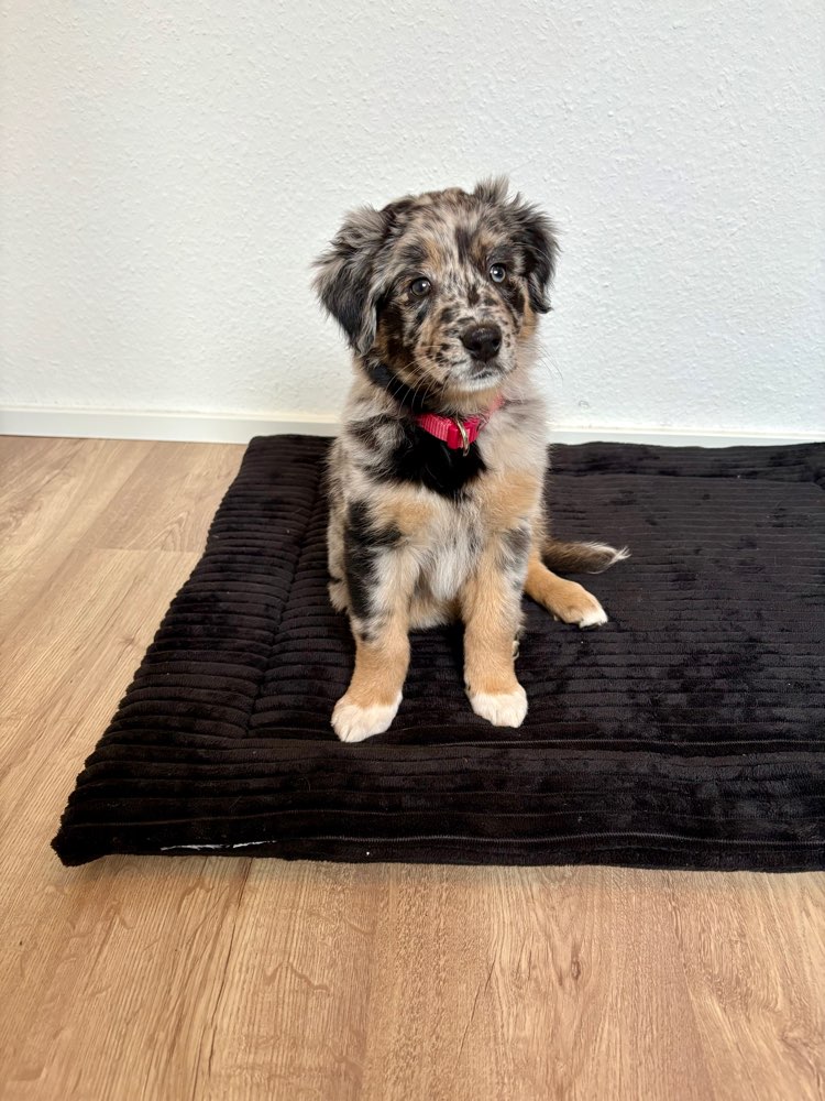 Hundetreffen-Welpentreffen Umgebung Montabaur-Profilbild