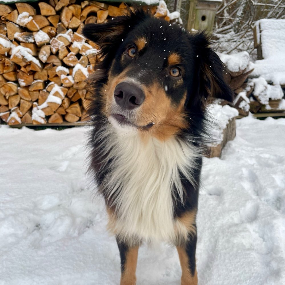 Hundetreffen-Suche souveräne Hunde / Hundegruppen für regelmäßige Treffen-Profilbild