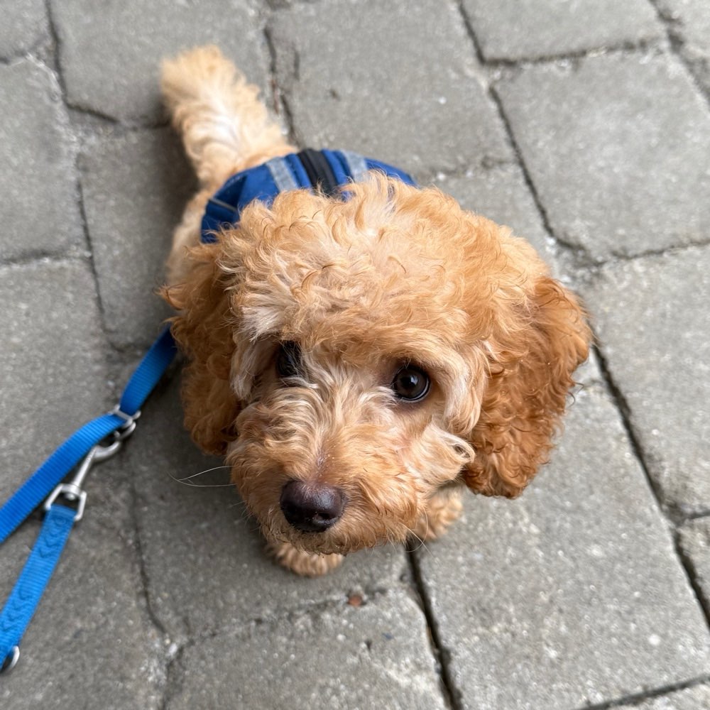 Hundetreffen-Welpen/Junghund Spiel in Vilsbiburg-Profilbild