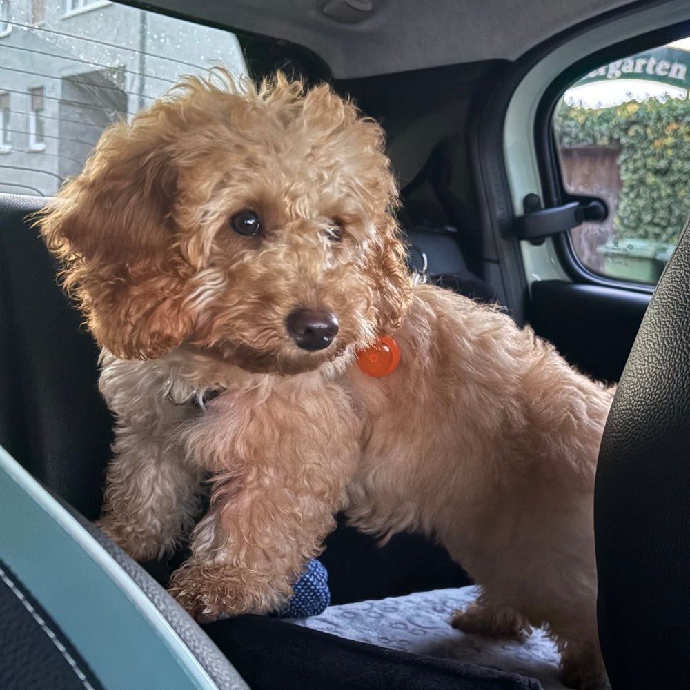 Hundetreffen-Welpen/Junghund Spiel in Vilsbiburg-Profilbild