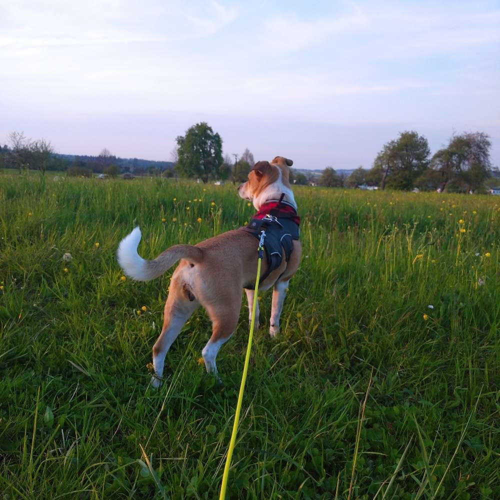 Hundetreffen-Handicap-Hund sucht Kontakte-Profilbild