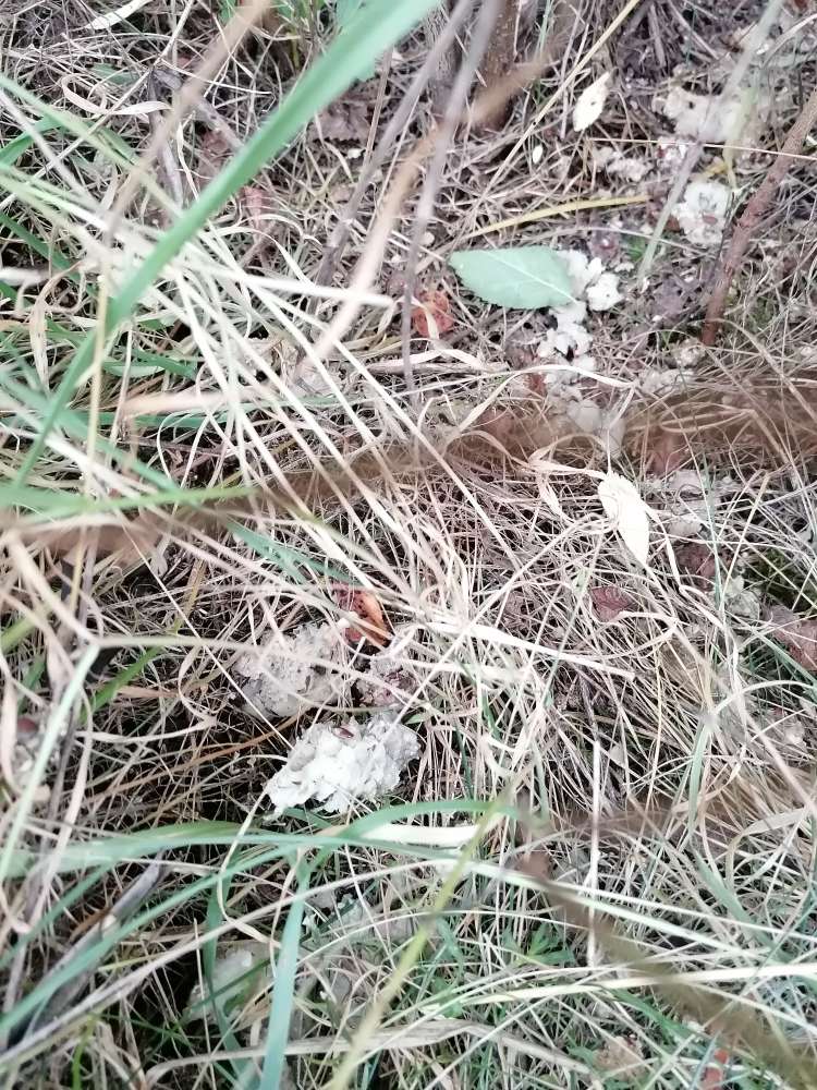 Giftköder-evtl. Giftköder-Profilbild