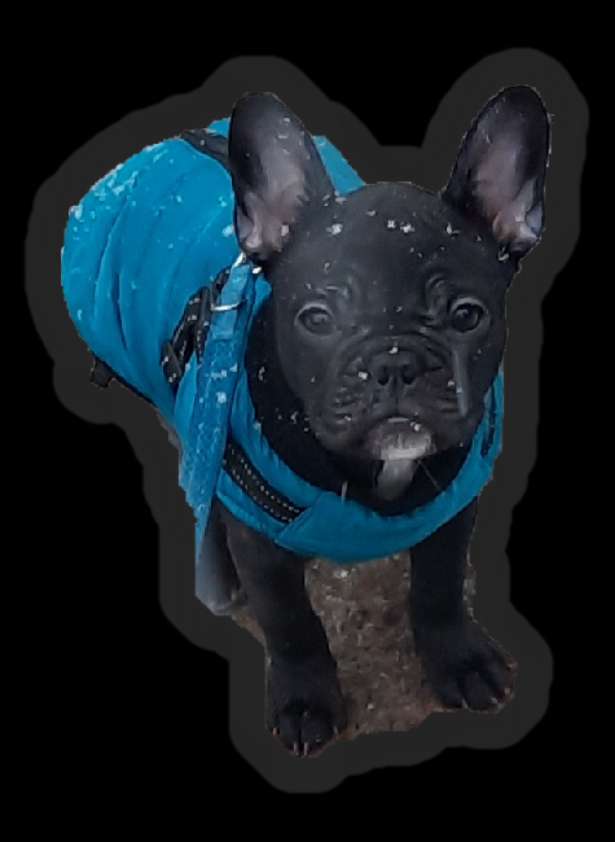 Hundetreffen-Wir suchen Hunde Freunde 🐕-Profilbild